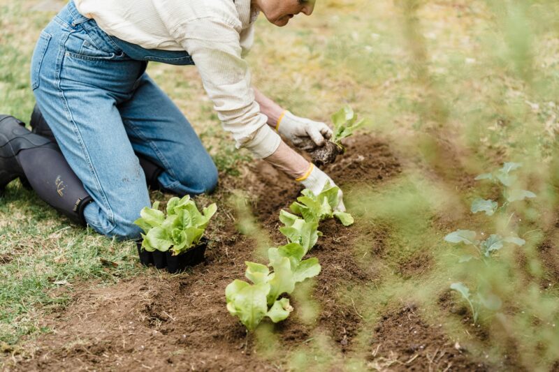 Guide to Starting a Garden