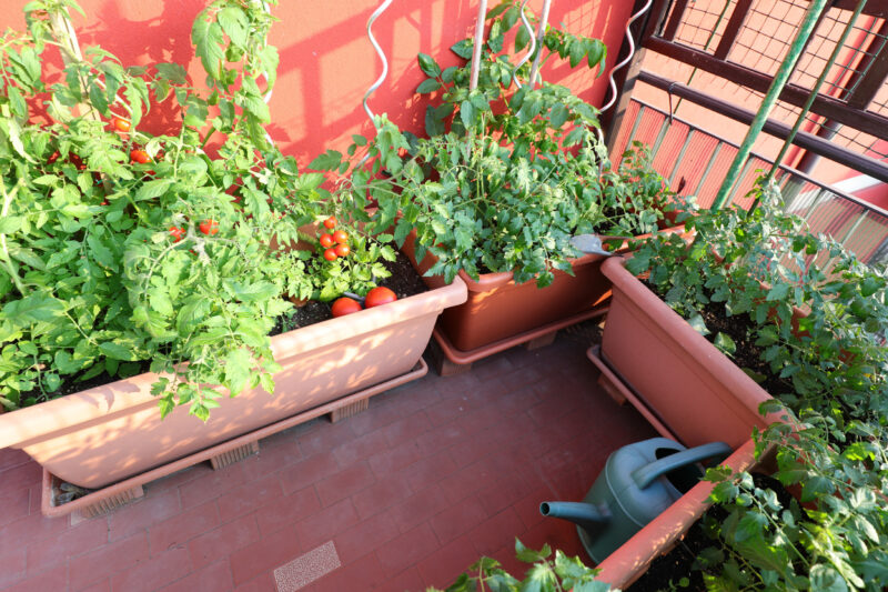 Getting Started with Container Gardening