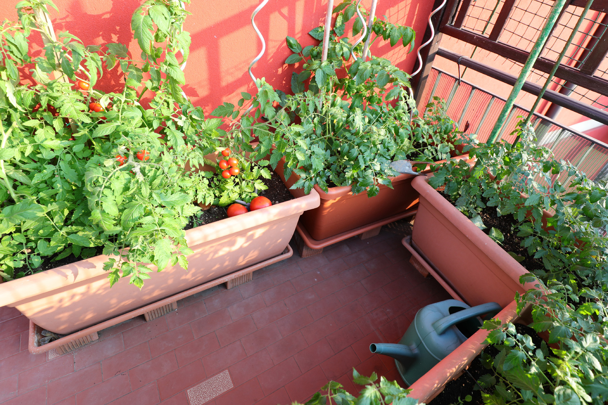 Grow in Containers