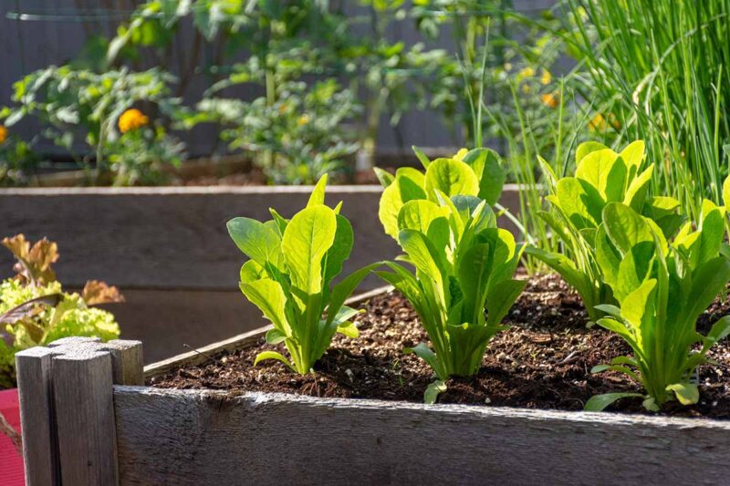 Maximize Harvests with Square Foot Gardening