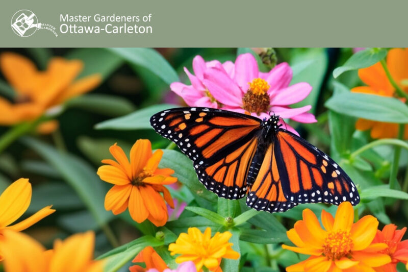 Master Gardeners of Ottawa-Carleton Community