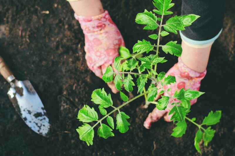 Seedling Care Instructions